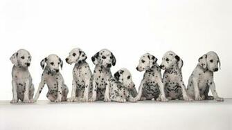 Dalmatians Wallpaper