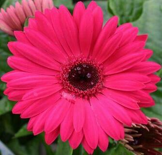 Pink Daisy Wallpaper