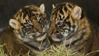 Tigers Cubs Couple Down Big Cats Wallpaper Background Full HD