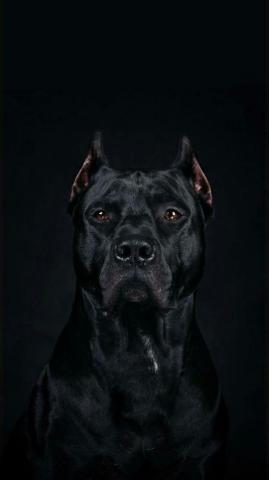Bell On Animais Scary Dogs Dog Wallpaper