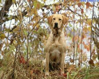 HD Wallpaper Labrador Retriever Puppies X Kb Jpeg