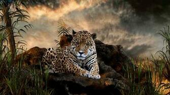 Wild Cat Leopard Tiger Desktop HD Wallpaper Search More