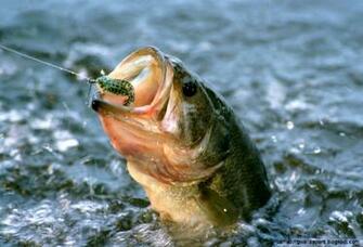 Largemouth Bass Fish Wallpaper Amazing
