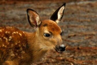 Fawn Wallpaper Animal Lovers
