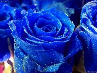 Wallpaper Desktop Flowers HD In Imageci