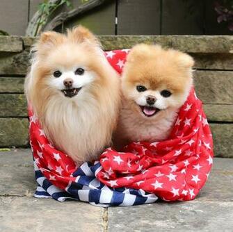 Pin Funny Boo Dog Breakfest Wallpaper Dogs HD