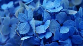 Get Glorious Blue Microsoft Store