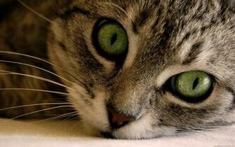Cats Wallpaper Kitten HD Widescreen Desktop