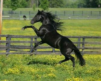 Wallpaper Horse Black Pasture Flowers Desktop