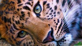 Leopards Wallpaper