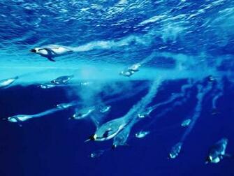Antarctic Underwater Penguins Swimming Photo HD Wallpaper Best