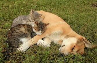 Cat Dog Wallpaper Background