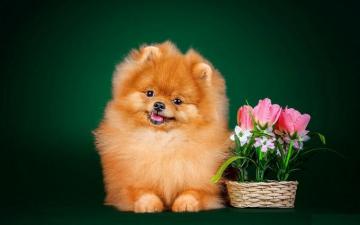 Cute Pomeranian Dog S Rance21