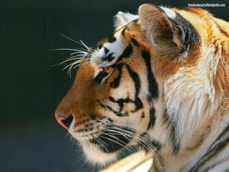 Imagen Tiger Wallpaper Widescreen HD Gratis