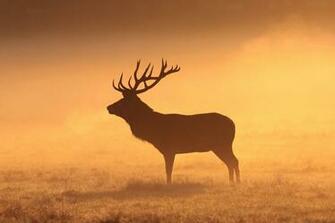 Moose Wallpaper Archives HDwallsource