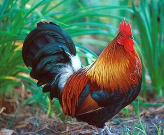 Of Roosters And Hens By Breed Full HD Photography Pictures