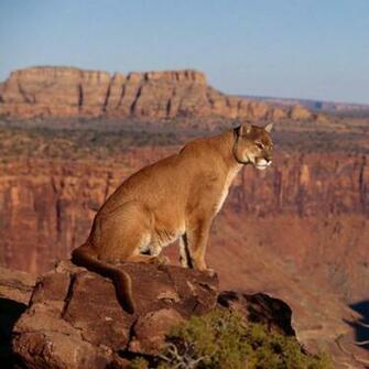 Mountain Lion iPad Wallpaper
