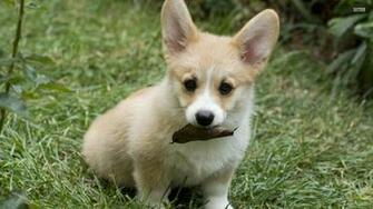 Pembroke Welsh Corgi Wallpaper HD