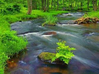 Forest Stream Wallpaper