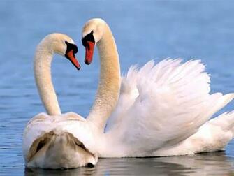 Tag Swan Wallpaper Background Photos Imageand Pictures For
