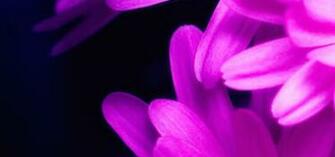 Pink Daisy Wallpaper iPhone Plus Pre BeiPhone