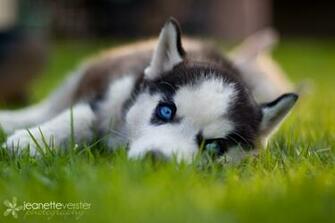 Pictures Of Baby Huskies Desktop Background