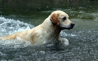 Labradoodle Desktop Wallpaper
