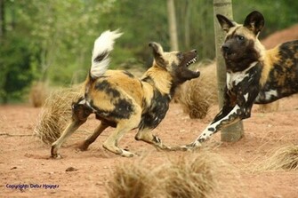 Hunting Dog Image Wallpaper HD Base