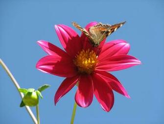 Best Top Desktop Butterflies Wallpaper HD Butterfly Jpg