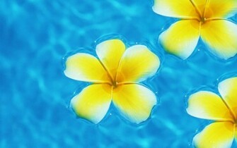 Floating Plumeria High Quality And Resolution Wallpaper