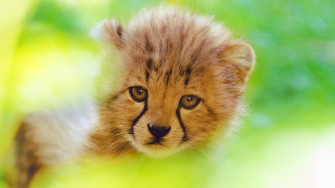 Cheetah Cute Cub 4k HD Animals Wallpaper Image