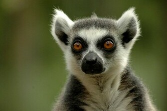 Lemur Wallpaper
