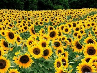 Yellow Flowers Wallpaper