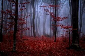 Red Forest Wallpaper HD