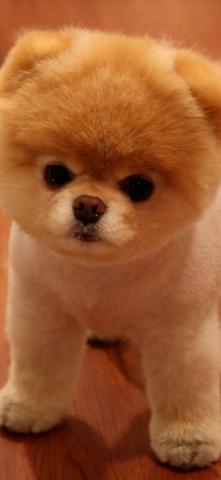 Cute Pomeranian Dog iPhone Wallpaper