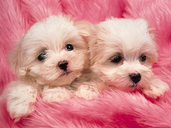Pink Puppies Wallpaper