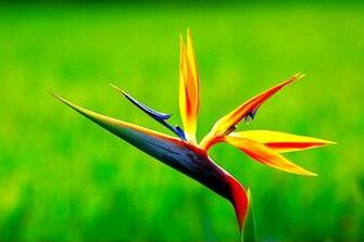 Birds Of Paradise Flower Photos Trees And Flowers Pictures