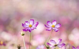 Summer Flowers Wallpaper HD Early