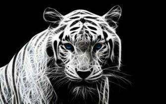 HD White Tiger Wallpaper