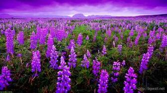 Home Miscellaneous Awesome Lavender Field Wallpaper