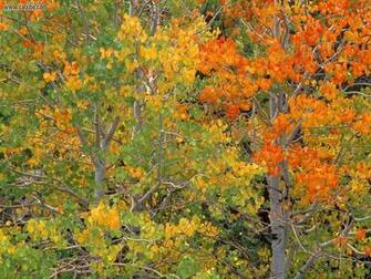 Aspen Trees In Early Autumn California Nature