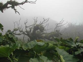 Surreal Landscape By Mr Saturn