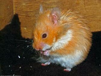 The Hamster Computer Wallpaper Pictures For Pc