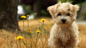 Dog Wallpaper On