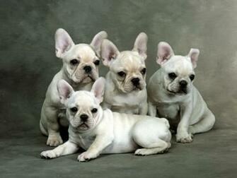 Cute Puppies Photos