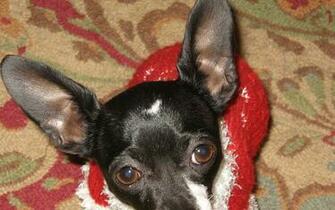 Chihuahua For Christmas Chihuahuas Wallpaper