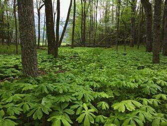 Smoky Mountains Tennessee Desktop And Mobile Wallpaper Wallippo