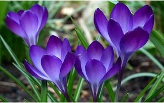 Violets In The Garden X Close