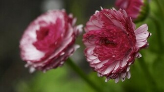 Dahlias Wallpaper