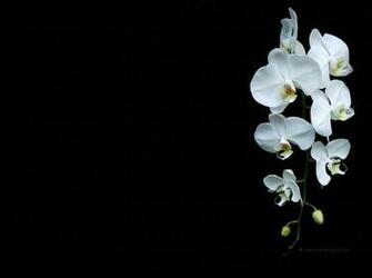 Orchid Wallpaper And Screensaver